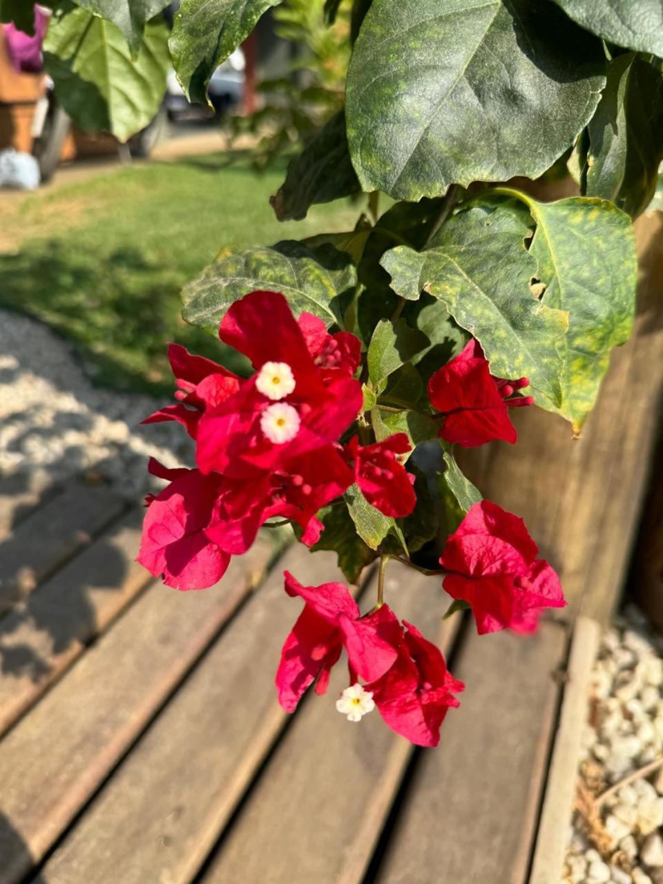 הוילה Casa Piscina Jardim אובטובה מראה חיצוני תמונה
